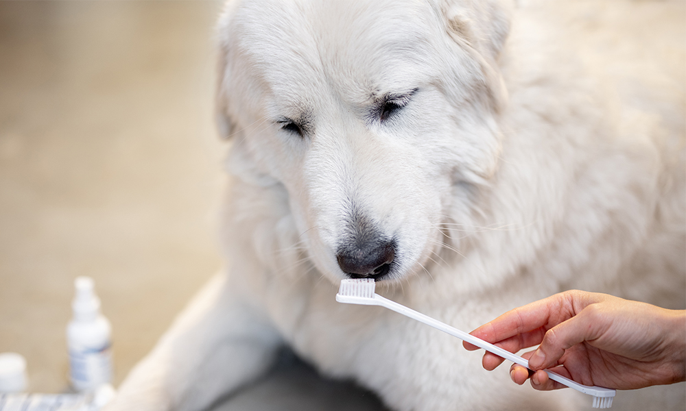 Come abituare il proprio cane ad usare spazzolino e dentifricio?