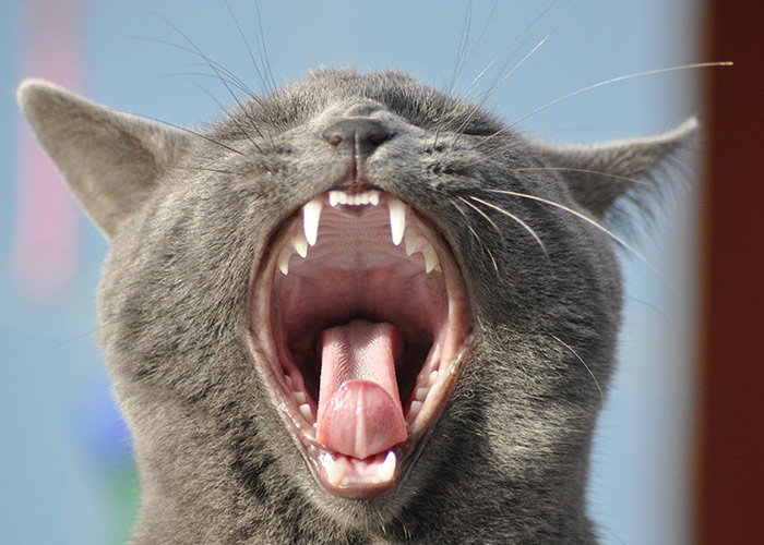 I denti e la bocca del gatto: tutto quello che devi sapere