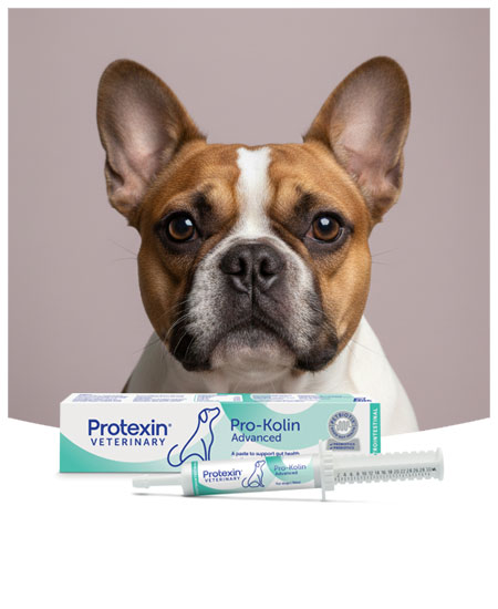 Pro-Kolin Advanced per cani